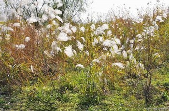 夜里100种禁用视频（向日葵视频观看）